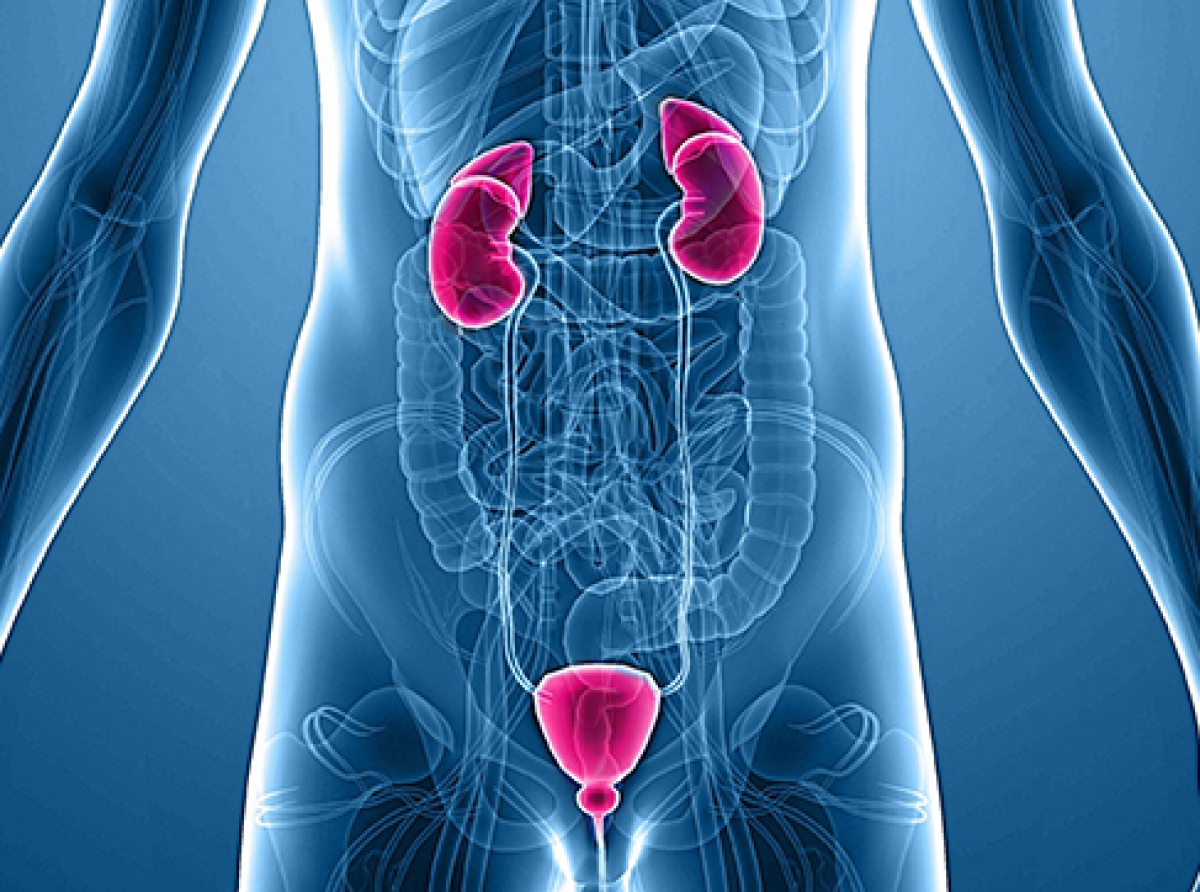 NEW! Research Fellowship Program in Andrology, supported by Endo