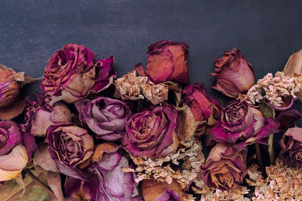 Dried roses in blue, pink, red, white, on a dark blue-gray background