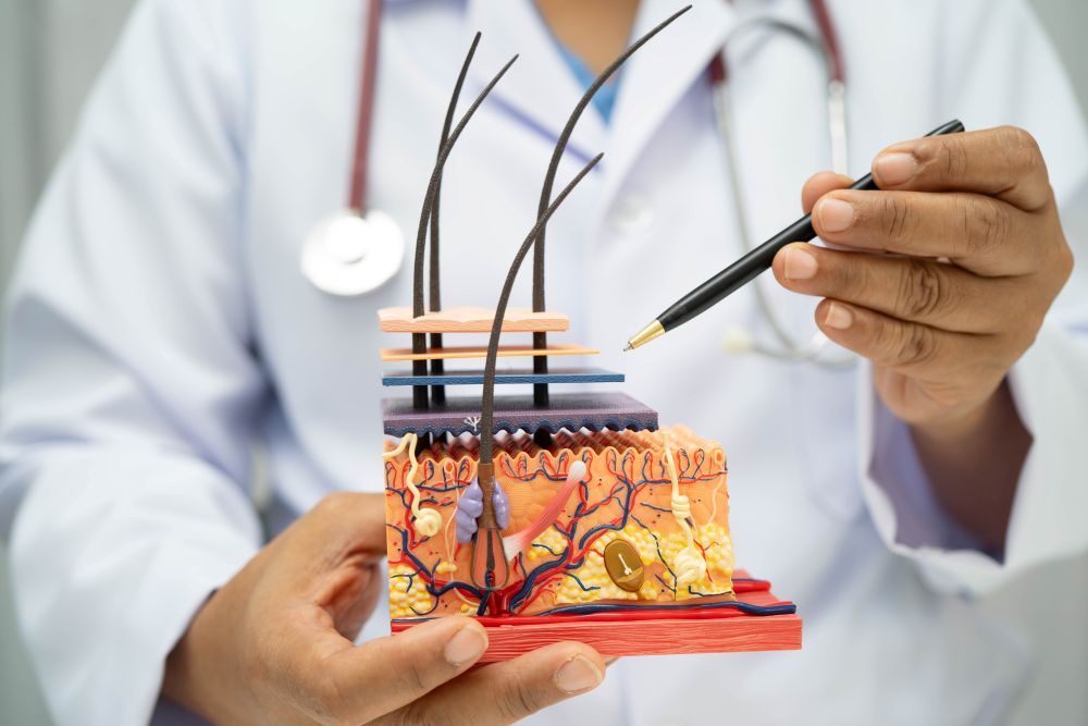 dermatologist with skin layer model